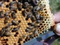 Święto Pszczoły oraz Piknik Pszczelarski w Bałtowie
