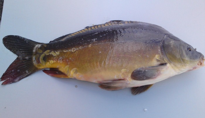 Pan karp – świętokrzyska specjalność