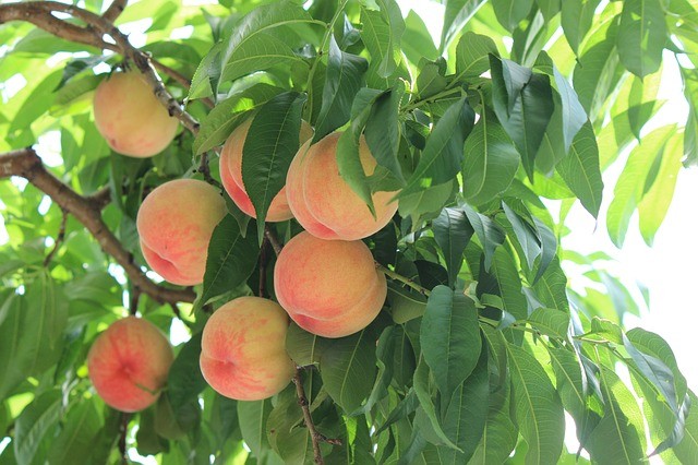 Ogólnopolskie spotkanie producentów brzoskwiń i moreli