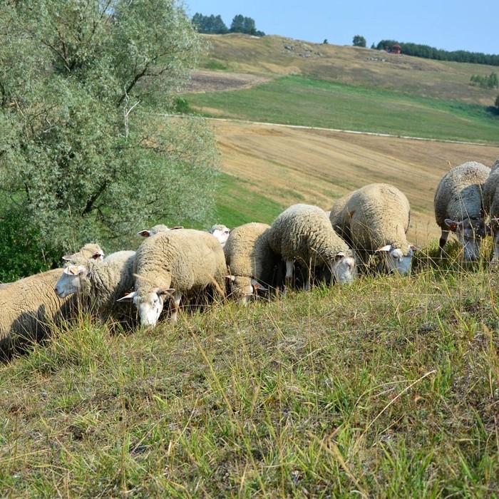Owce na Ponidziu już &#8220;koszą&#8221;!