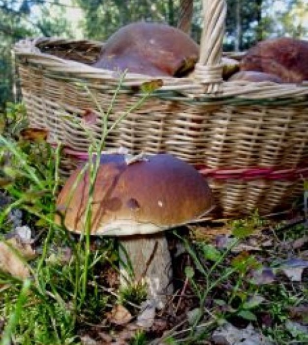 Dary świętokrzyskich lasów – leśny piknik w Kielcach