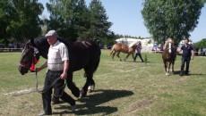 Czempionat Koni Zimnokrwistych W Ożarowie (4)