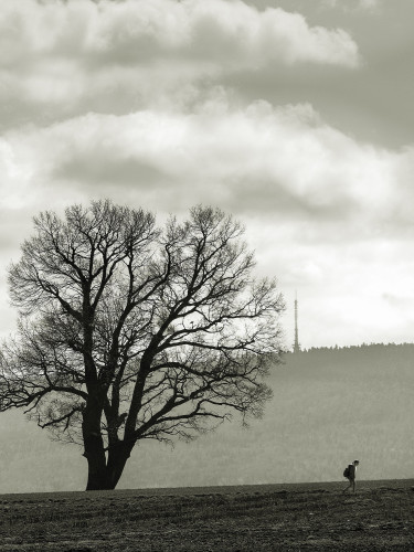 Zdjecie przedstawiające krajobraz. Drzewo i sylwetka człowieka 