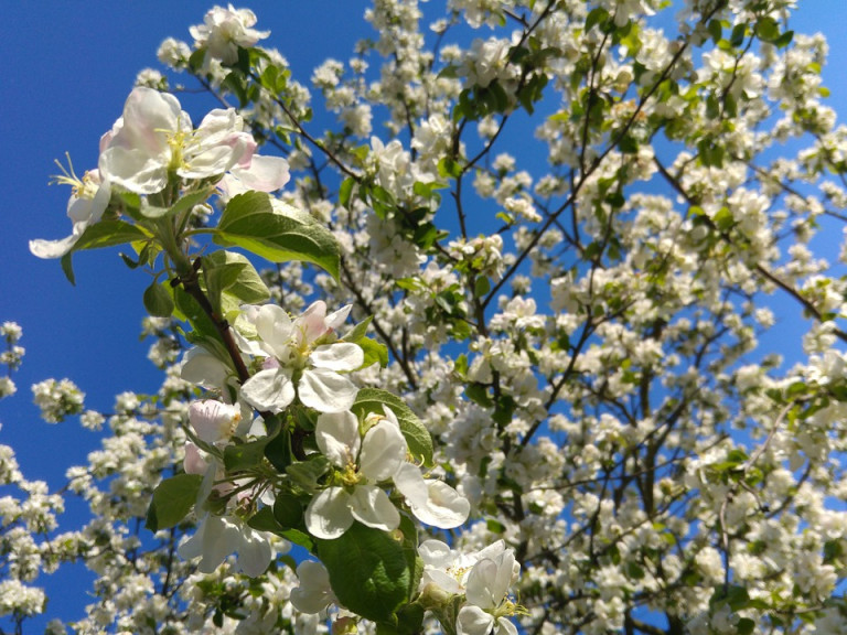 Flowering Crabapple 2126504 960 720 768x576