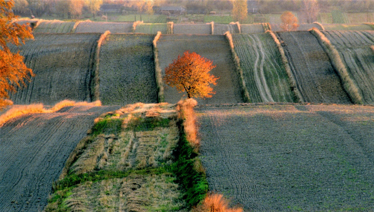 Barcza - pejzarz jesienny