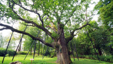 Bartek Oak in Zagdańsk
