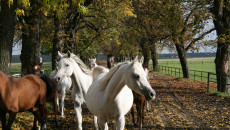 Michałów State Stud