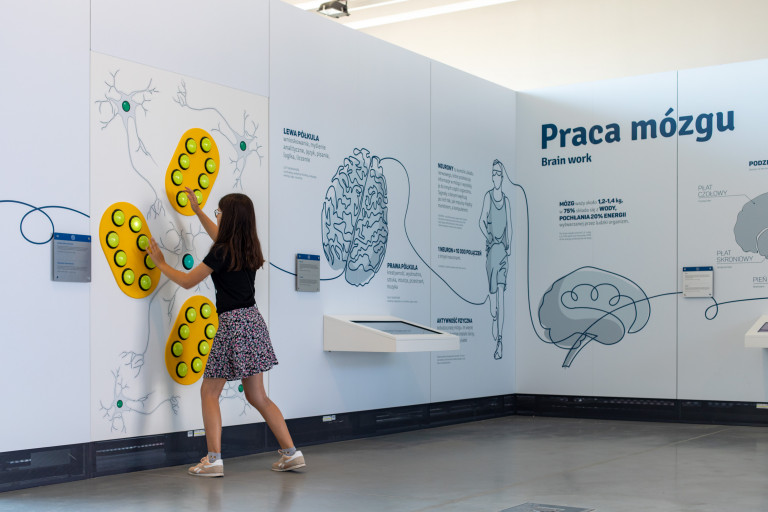 Dziewczynka, wciska rękami, wypukłe przyciski w ściance instalacji pod nazwą, praca mózgu. Eksponaty Centrum Nauki Leonardo Da Vinci