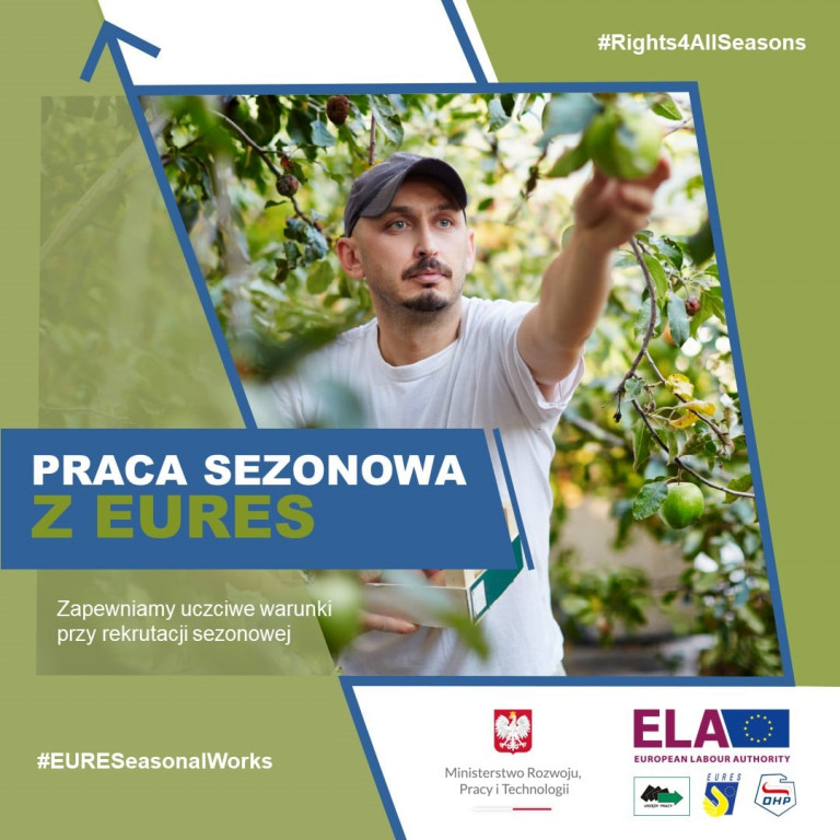 Mężczyzna zrywający zielone jabłko w sadzie. Praca Sezonowa Z Eures. Hasztagi w języku angielskim. #Rights4AllSeasons i #EURESeasonalWorks
