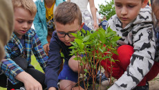 Marek Jońca Posadził Krzewy Na Terenie Przedszkola Samorządowego W Sędziszowie (10)