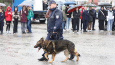 Oficer Prowadzi Psa Policyjnego