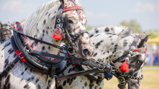 Najpiękniejsze Konie Rasy Małopolskiej Zaprezentowano W Opatowcu (3)