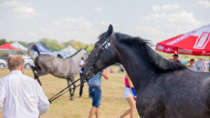 Najpiękniejsze Konie Rasy Małopolskiej Zaprezentowano W Opatowcu (6)