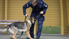 Prezentacja Umiejętności Psa Policyjnego