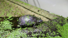 żółw Błotny