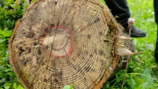They Teach How To Save Forests