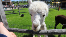 lama