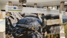 Zdjęcie Eksponowane Podczas Wystawy