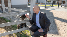 Grzegorz Socha przy zagrodzie karmi owieczkę