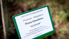 Jubileuszowy platan „Gustaw” upamiętnił 80 lat Pedagogicznej Biblioteki Wojewódzkiej