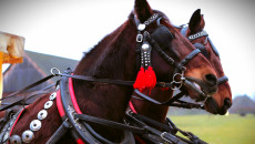 KIERMASZ ŚWIĄTECZNY w Tokarni – za nami!