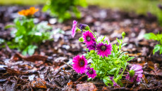 Wyjątkowa lekcja przyrody. Miododajna rabata ozdobiła otoczenie Urzędu Marszałkowskiego