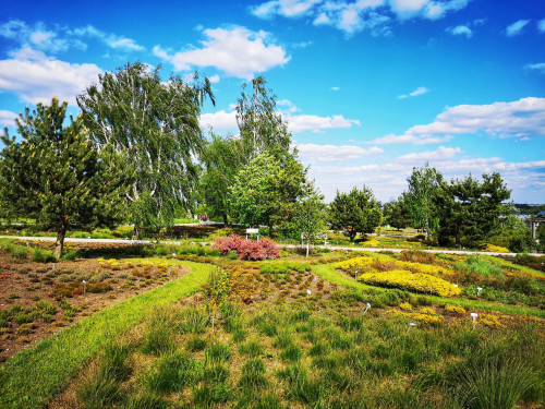 Fragment Kieleckiego Ogrodu Botanicznego, murawa, w tle wrzośce, brzozy, świerki i zachmurzone niebo