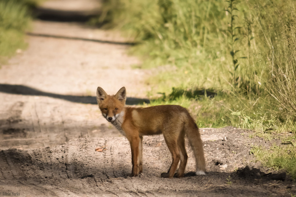 Poranne Spotkanie Z Lisem na dróżce leśnej. Rude zwierzę patrzy w obiektyw aparatu. Tereny Nadleśnictwa Ostrowiec Świętokrzyski, Autor fotografii Gie Ziarko
